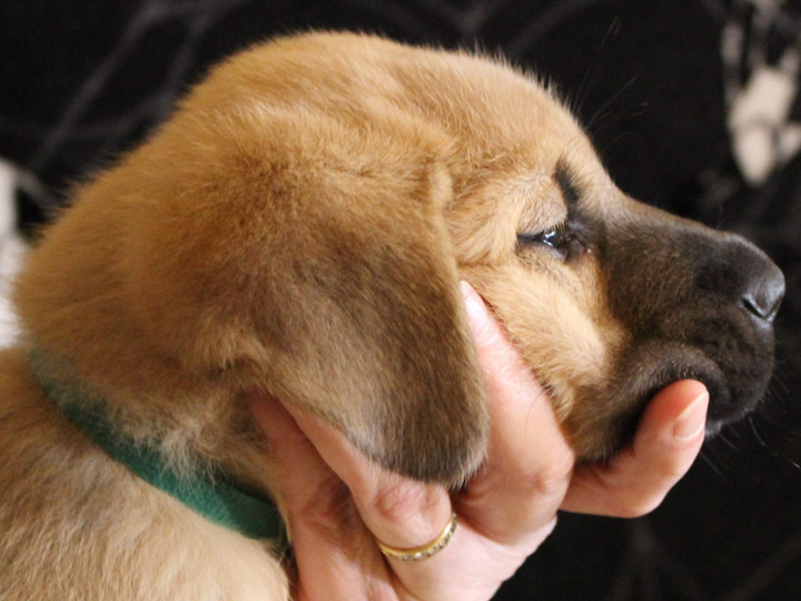chinook puppy